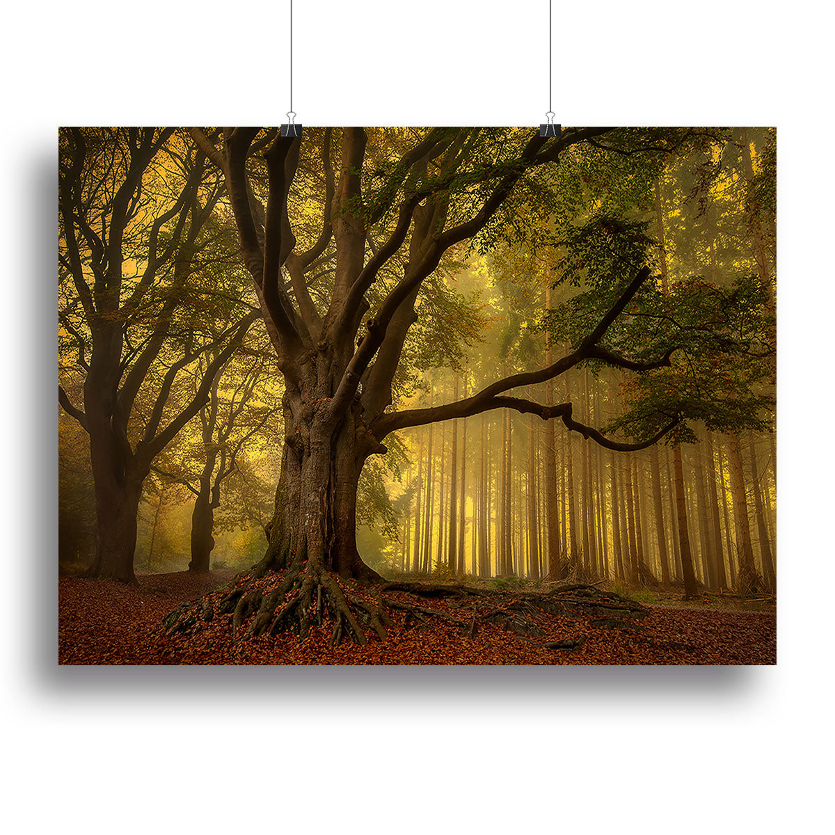 Old Tree Canvas Print or Poster - Canvas Art Rocks - 2