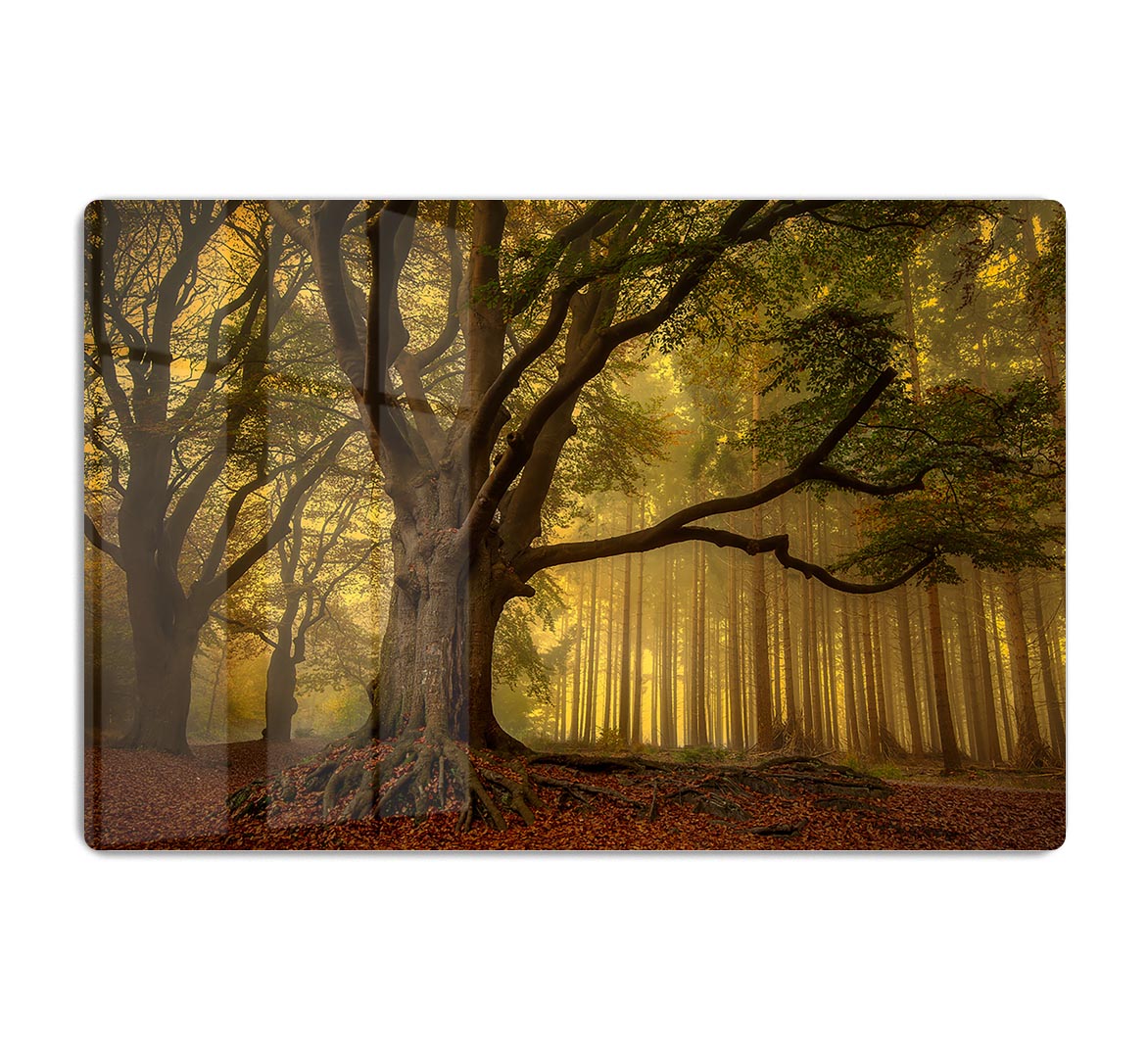 Old Tree HD Metal Print - Canvas Art Rocks - 1