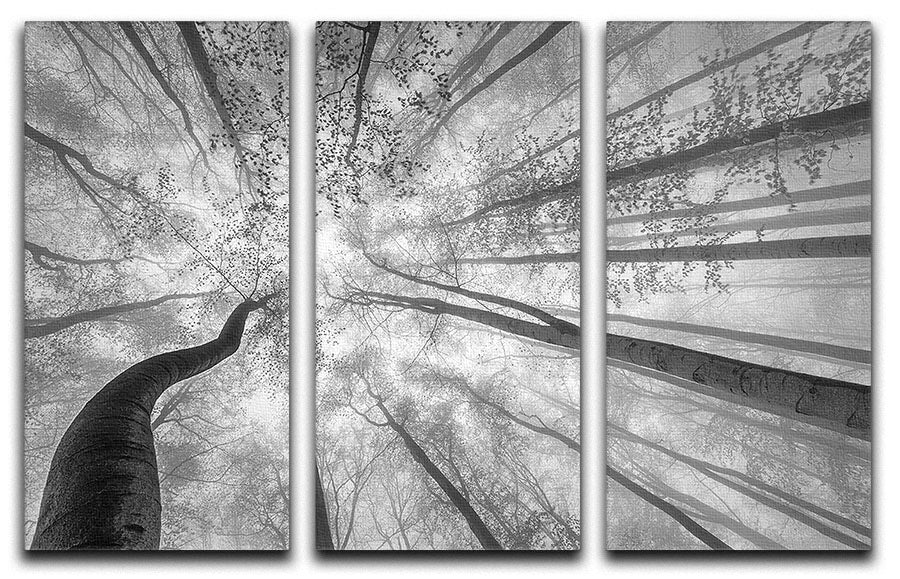 Spring Crown Of Trees 3 Split Panel Canvas Print - Canvas Art Rocks - 1