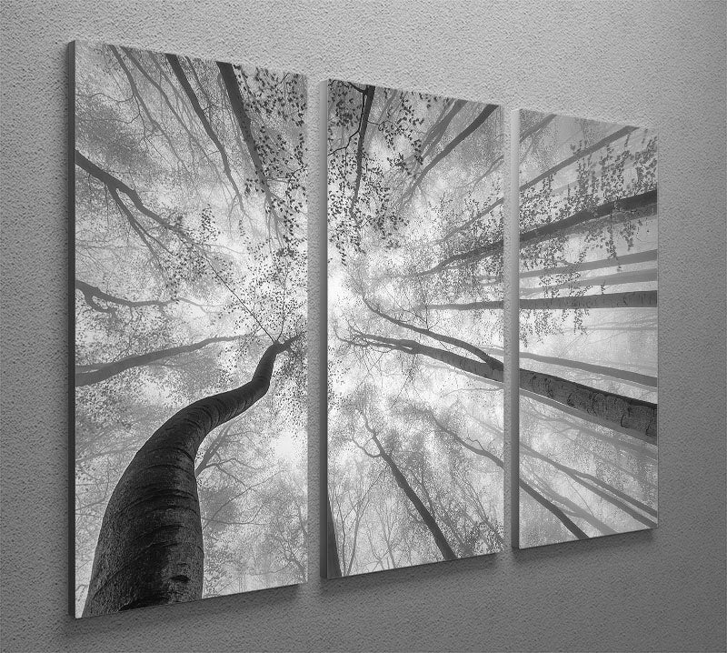 Spring Crown Of Trees 3 Split Panel Canvas Print - Canvas Art Rocks - 2