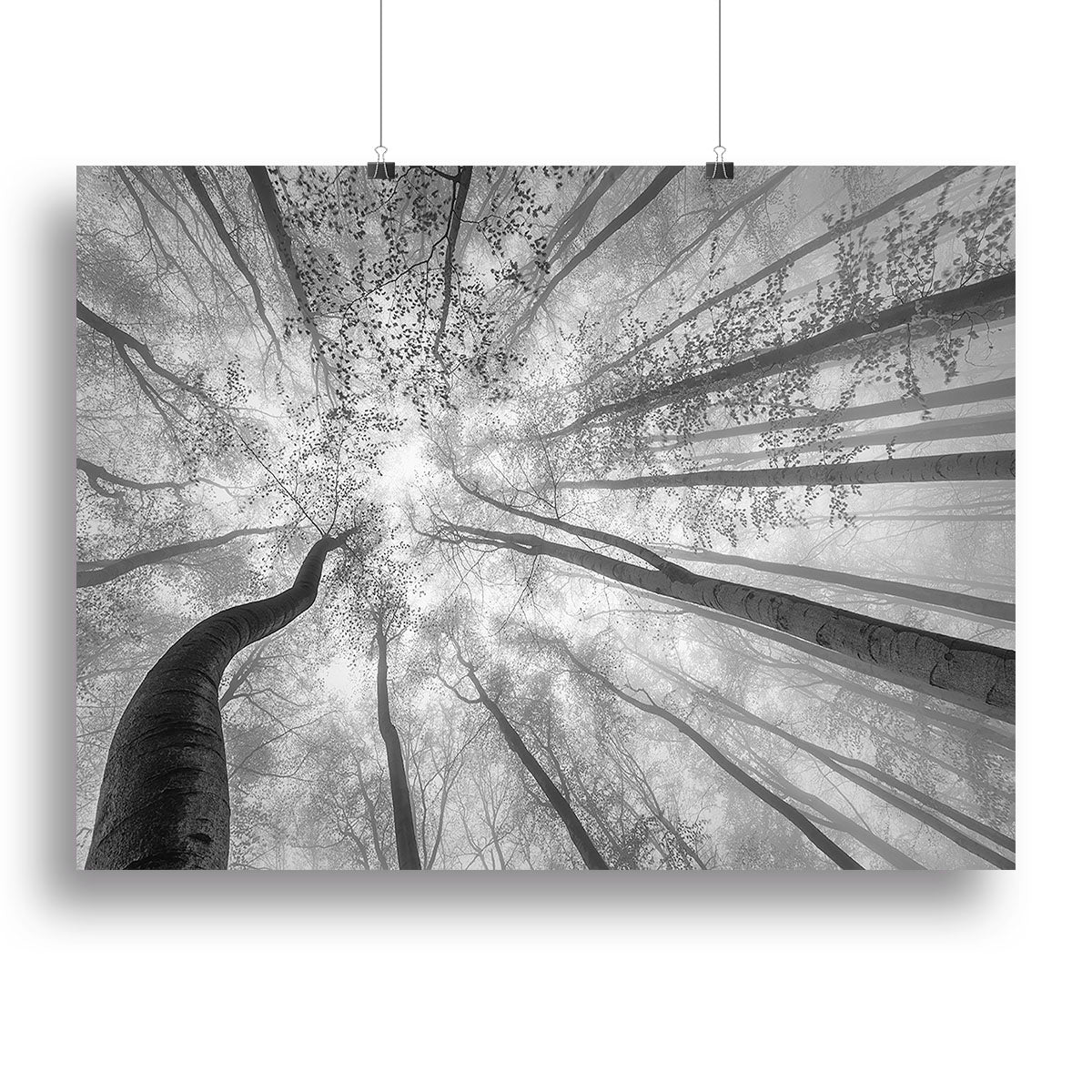 Spring Crown Of Trees Canvas Print or Poster - Canvas Art Rocks - 2