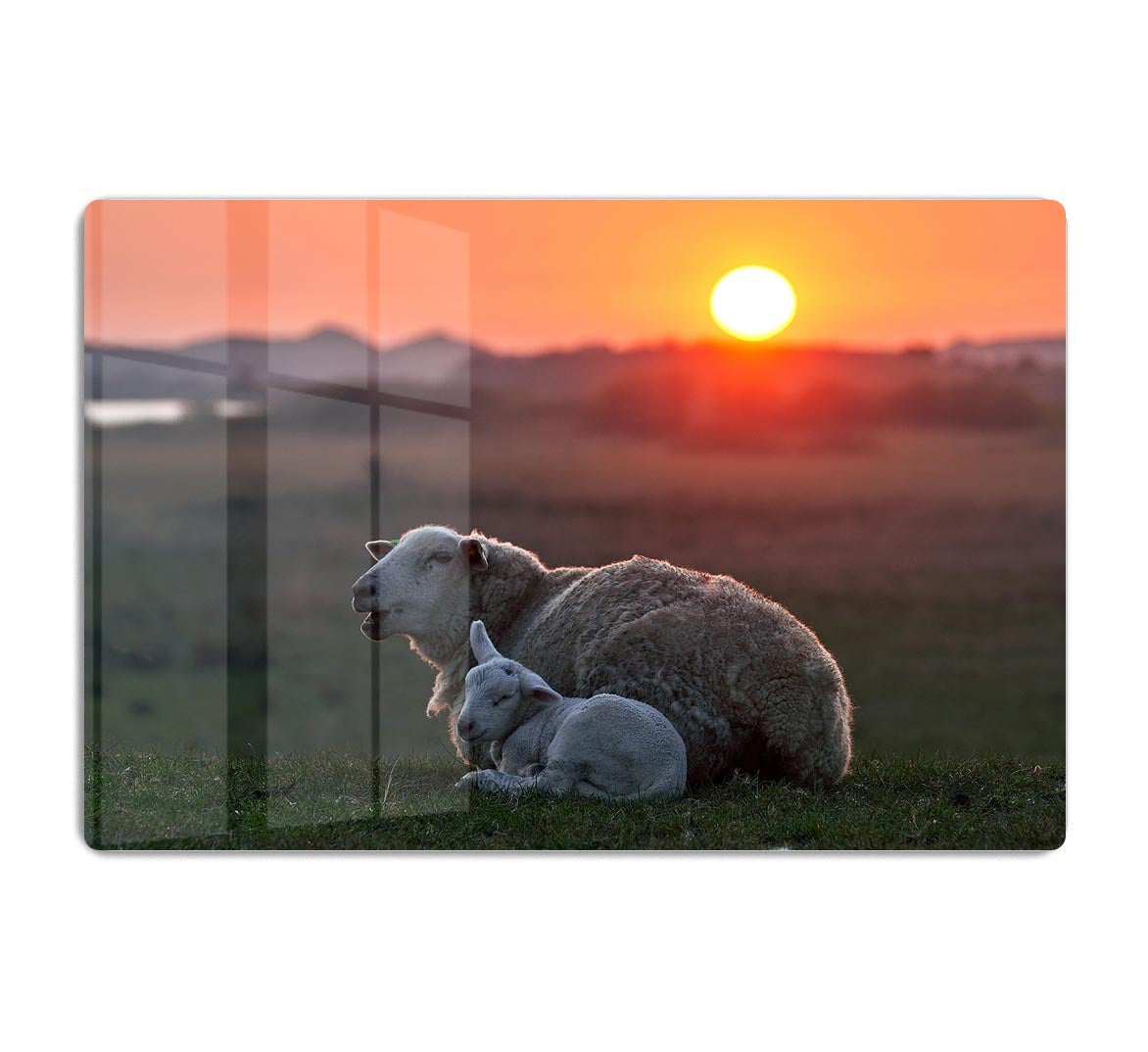 Sleep well Sheep HD Metal Print - Canvas Art Rocks - 1