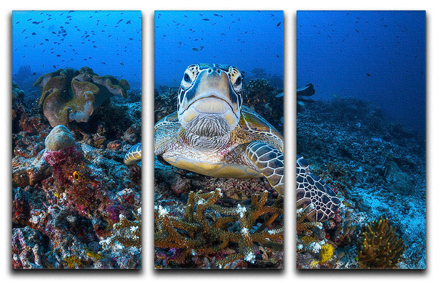Face To Face With A Green Turtle 3 Split Panel Canvas Print - Canvas Art Rocks - 1