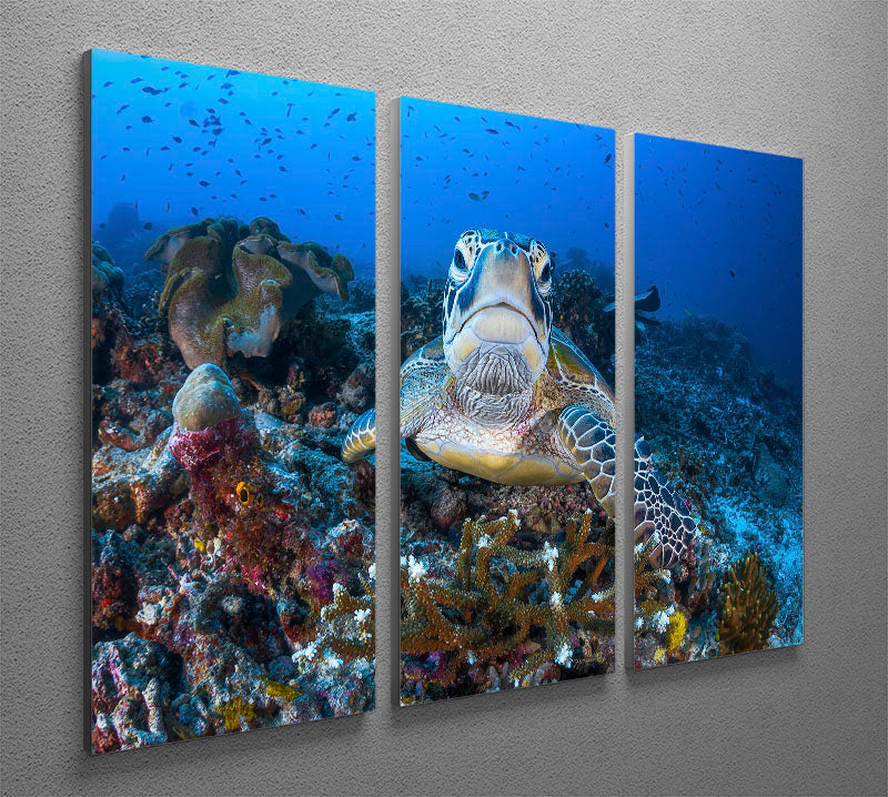 Face To Face With A Green Turtle 3 Split Panel Canvas Print - Canvas Art Rocks - 2
