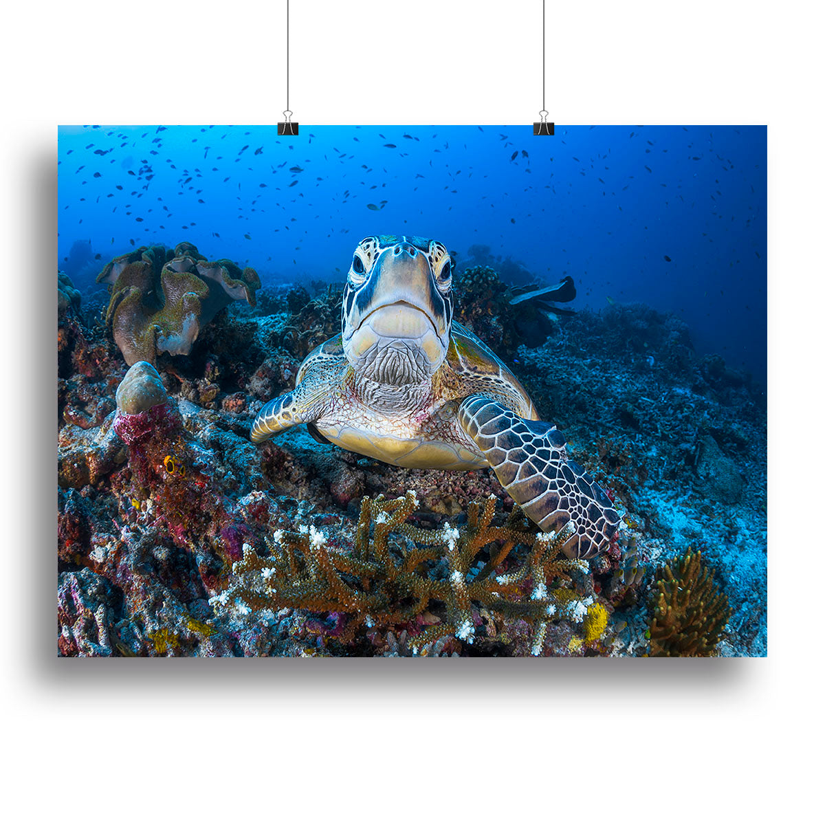 Face To Face With A Green Turtle Canvas Print or Poster - Canvas Art Rocks - 2