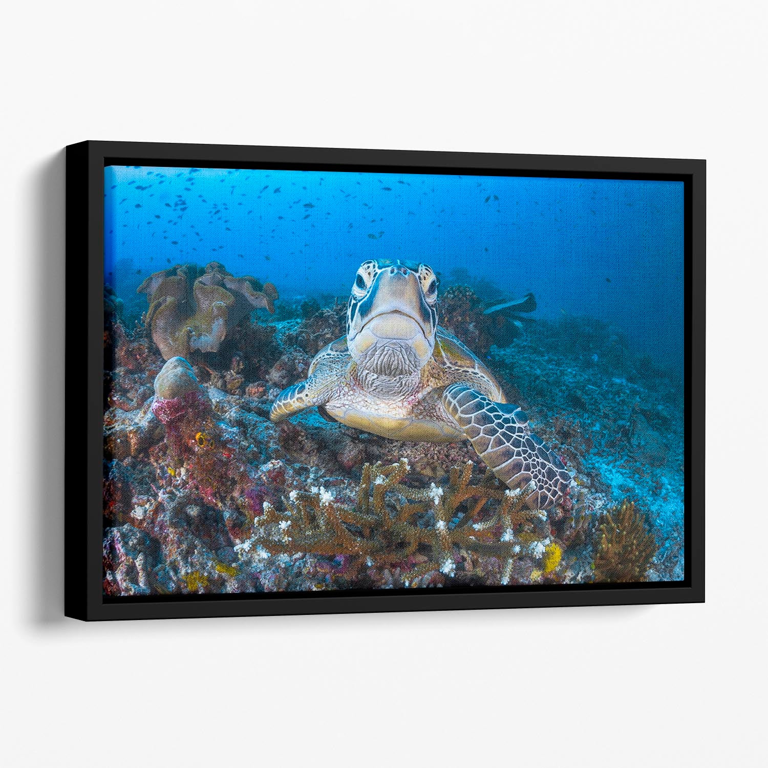 Face To Face With A Green Turtle Floating Framed Canvas - Canvas Art Rocks - 1