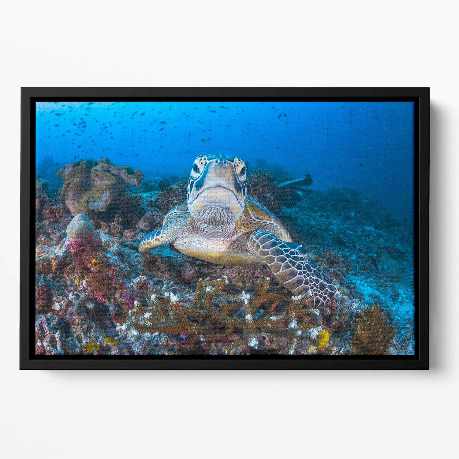 Face To Face With A Green Turtle Floating Framed Canvas - Canvas Art Rocks - 2