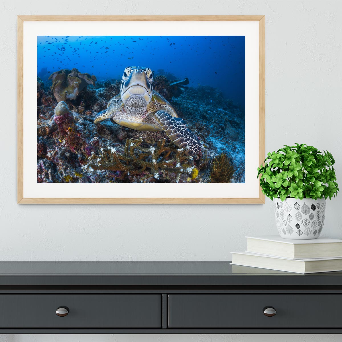 Face To Face With A Green Turtle Framed Print - Canvas Art Rocks - 3