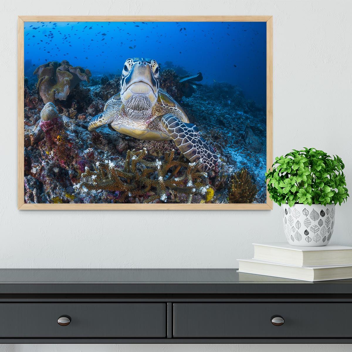 Face To Face With A Green Turtle Framed Print - Canvas Art Rocks - 4