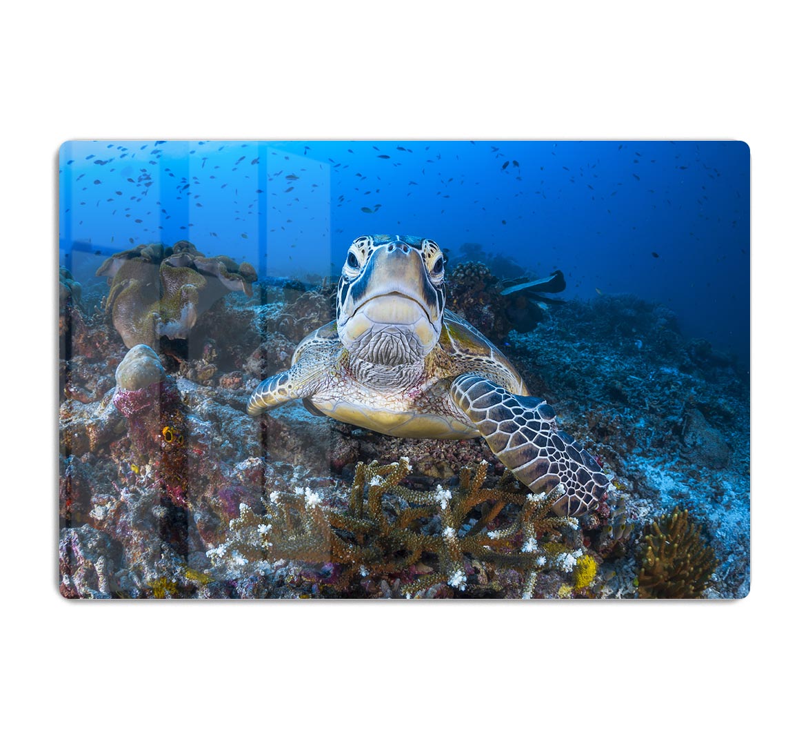 Face To Face With A Green Turtle HD Metal Print - Canvas Art Rocks - 1