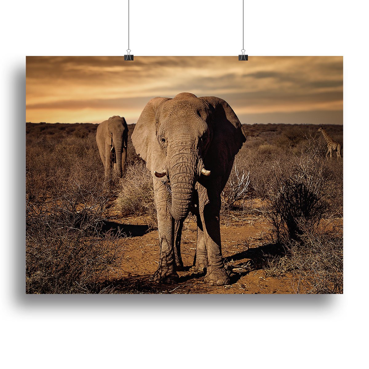 Elephant Posing Canvas Print or Poster - Canvas Art Rocks - 2