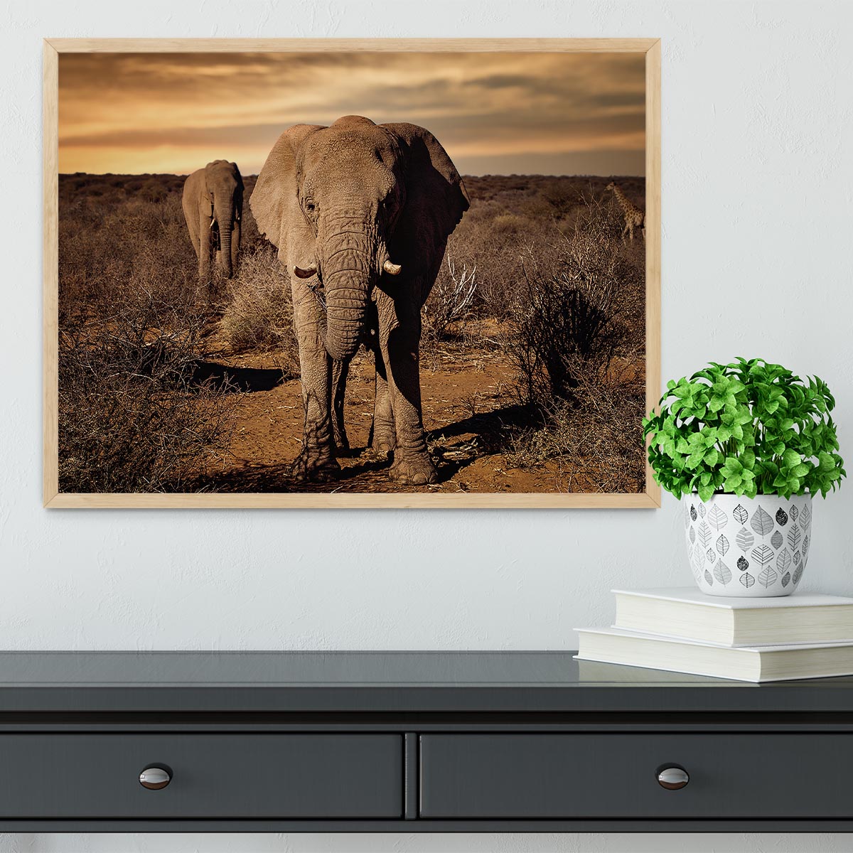 Elephant Posing Framed Print - Canvas Art Rocks - 4