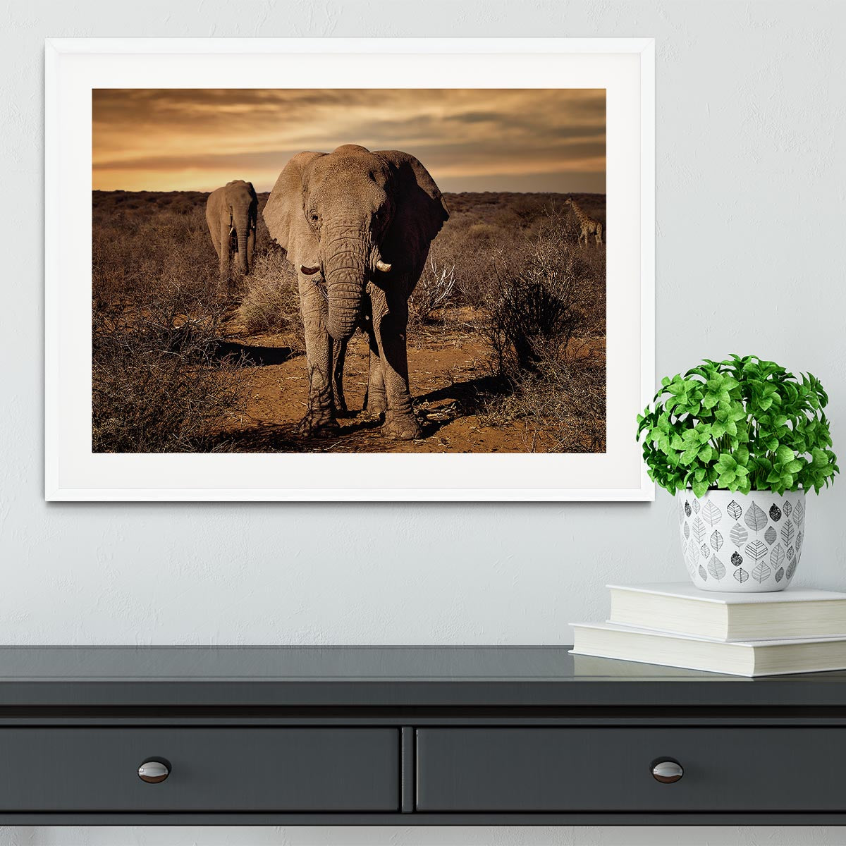 Elephant Posing Framed Print - Canvas Art Rocks - 5