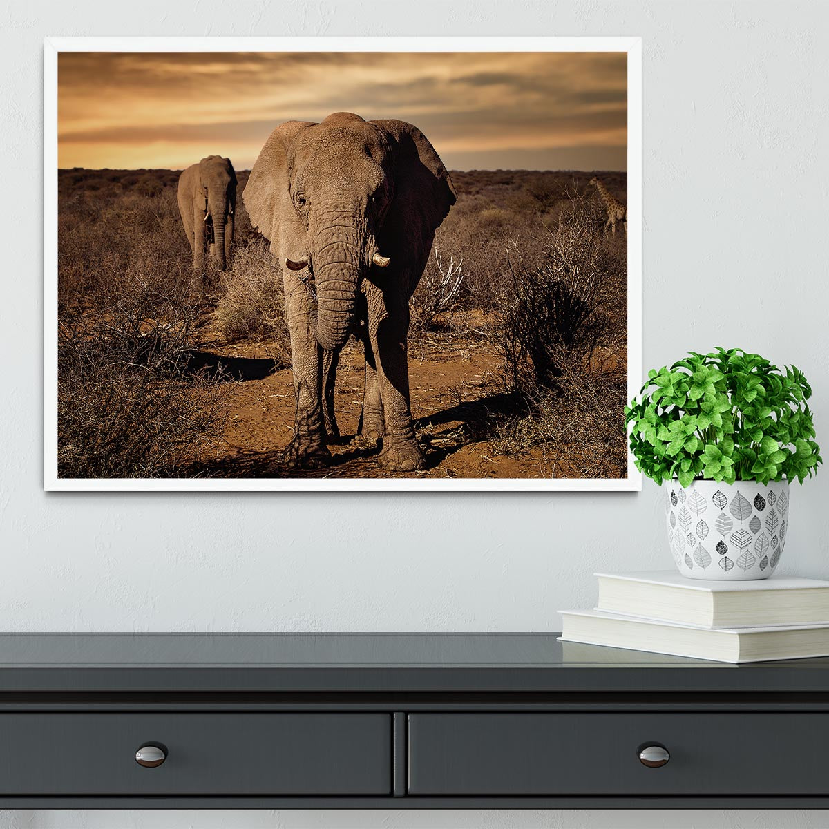 Elephant Posing Framed Print - Canvas Art Rocks -6