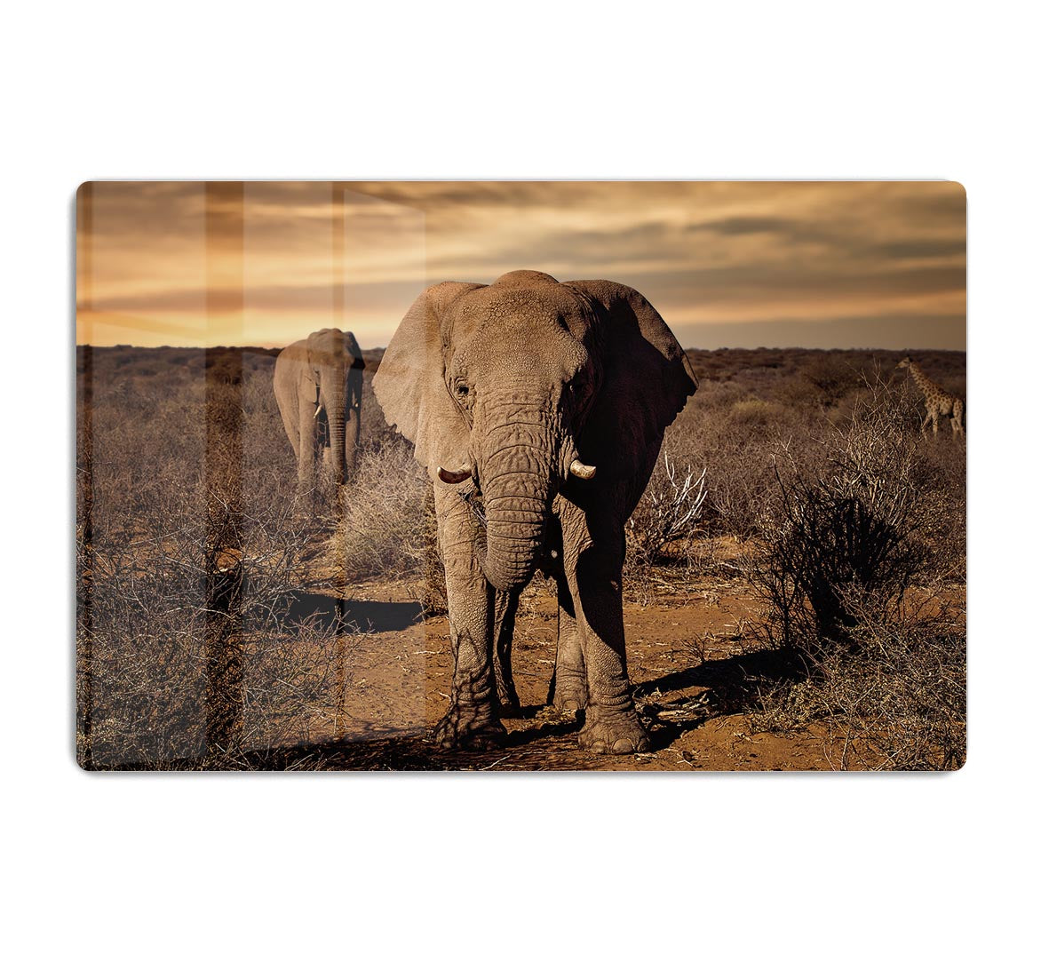 Elephant Posing HD Metal Print - Canvas Art Rocks - 1