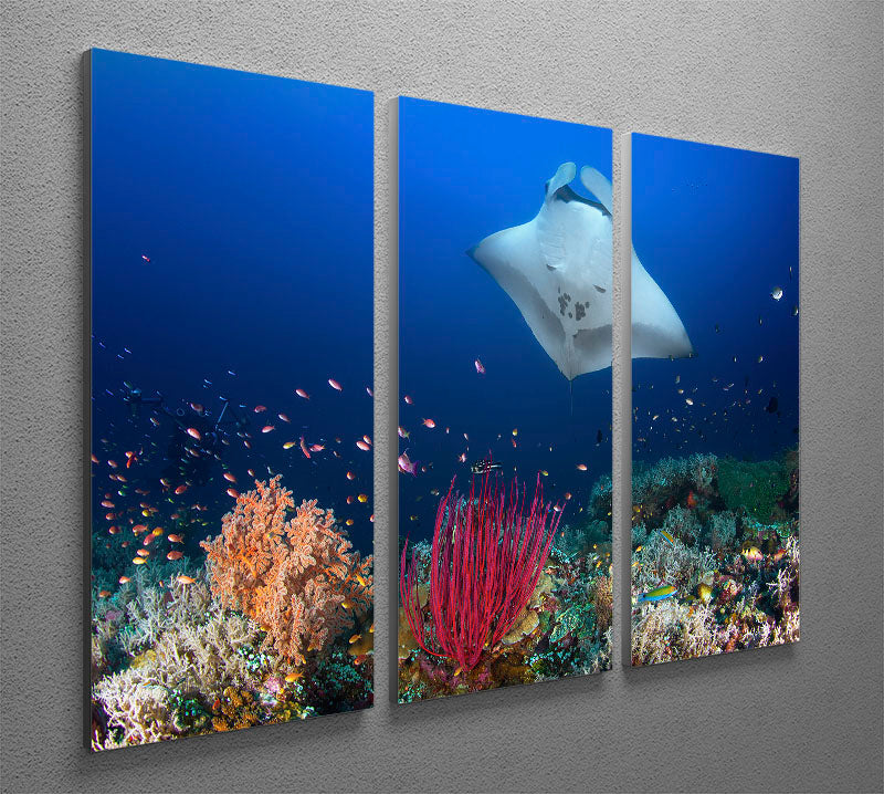 Ocean Manta Ray On The Reef 3 Split Panel Canvas Print - Canvas Art Rocks - 2