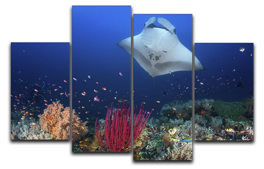 Ocean Manta Ray On The Reef 4 Split Panel Canvas - Canvas Art Rocks - 1