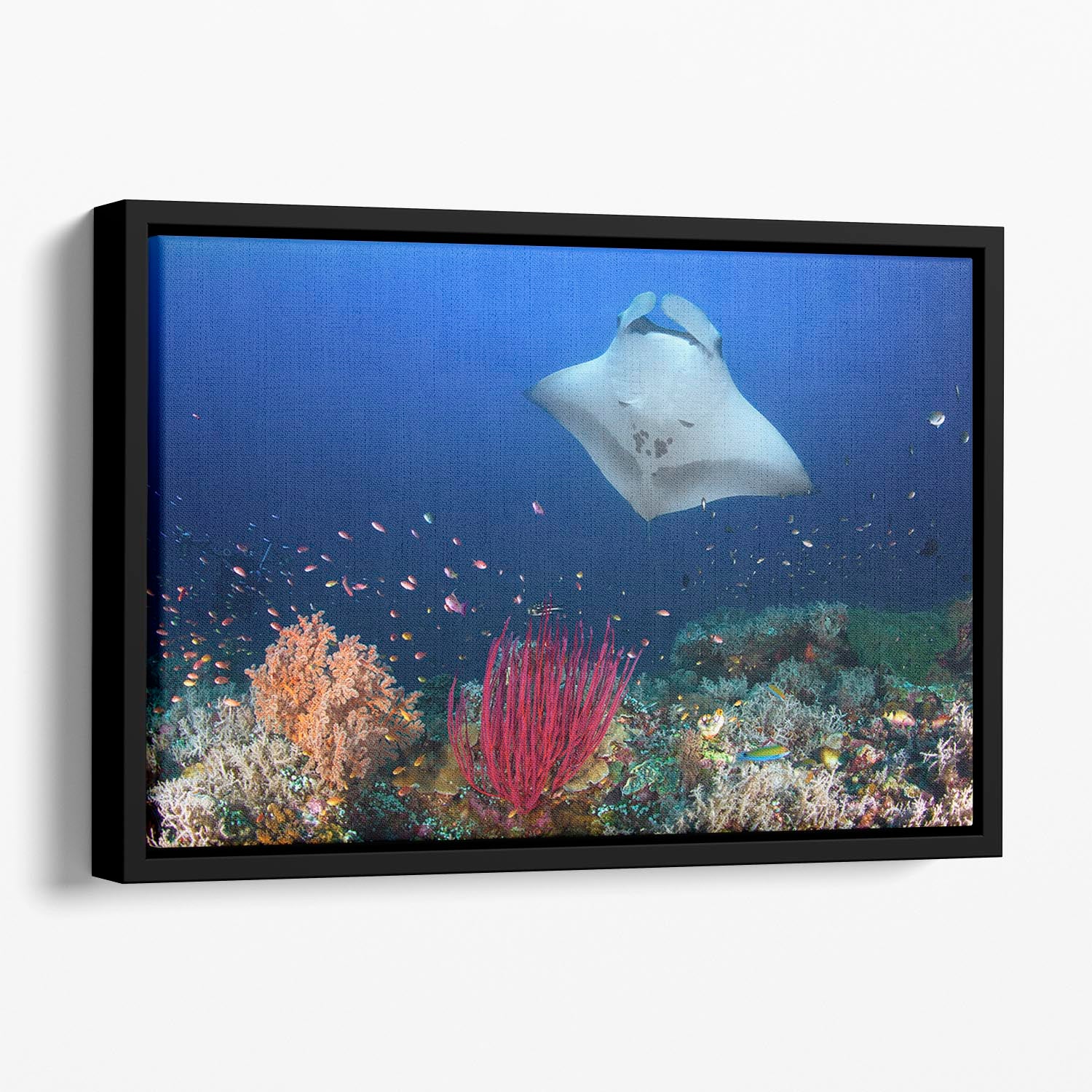 Ocean Manta Ray On The Reef Floating Framed Canvas - Canvas Art Rocks - 1