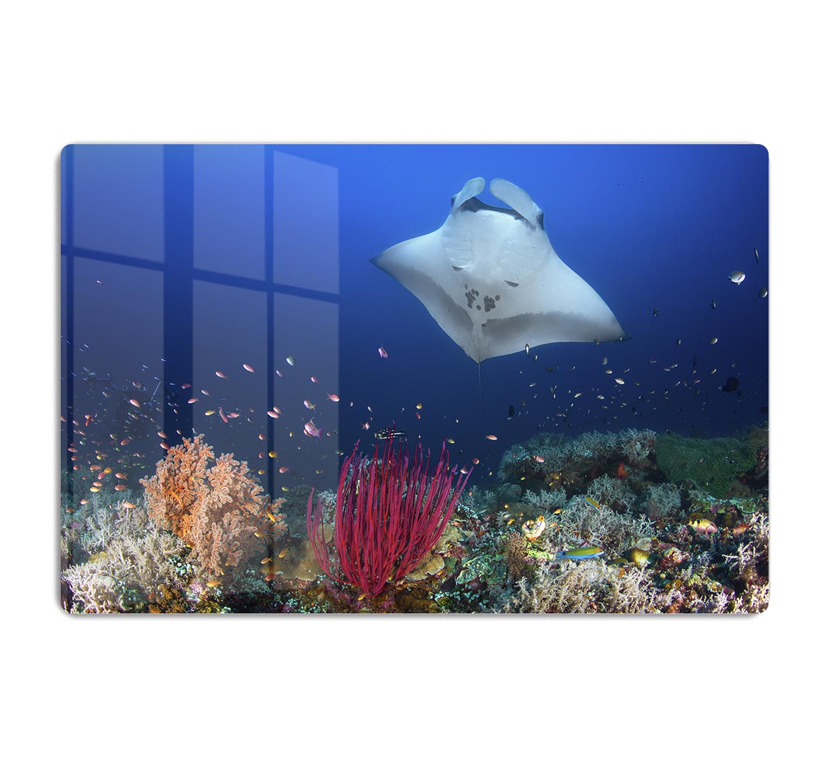 Ocean Manta Ray On The Reef HD Metal Print - Canvas Art Rocks - 1