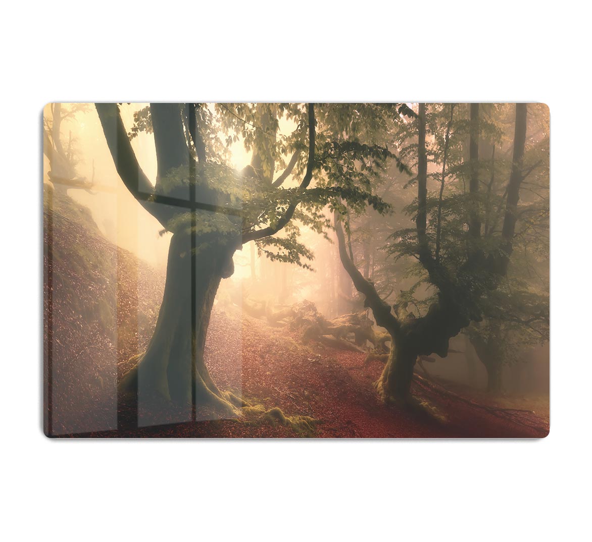 Fangorn Forest HD Metal Print - Canvas Art Rocks - 1