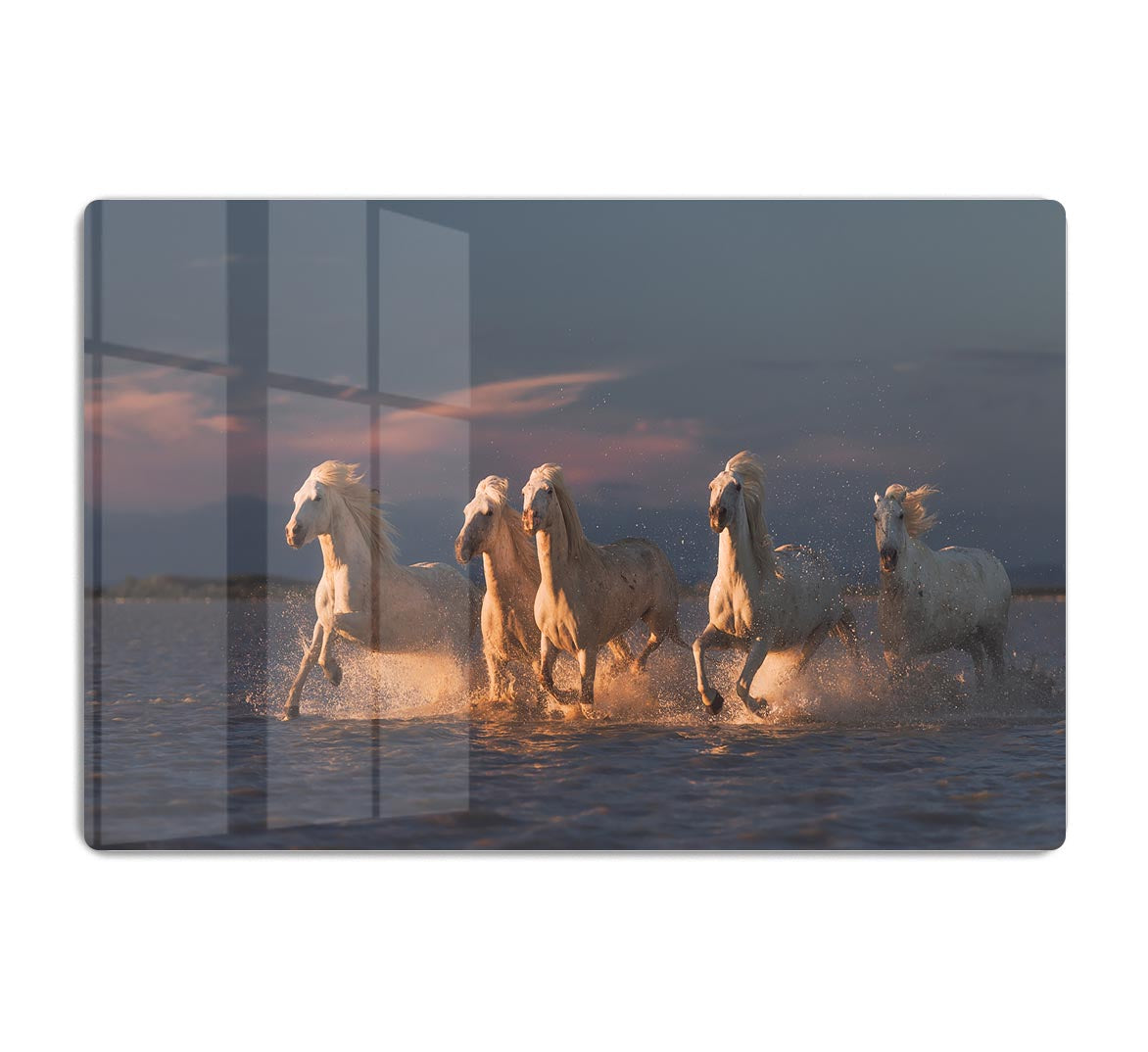 Camargue horses on sunset HD Metal Print - Canvas Art Rocks - 1
