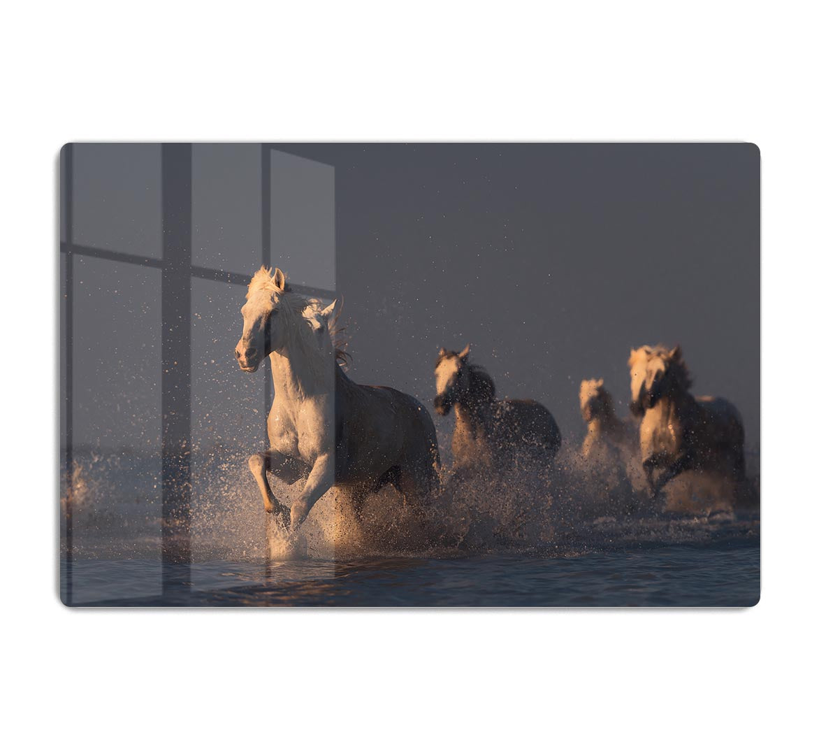 Horses in sunset light HD Metal Print - Canvas Art Rocks - 1