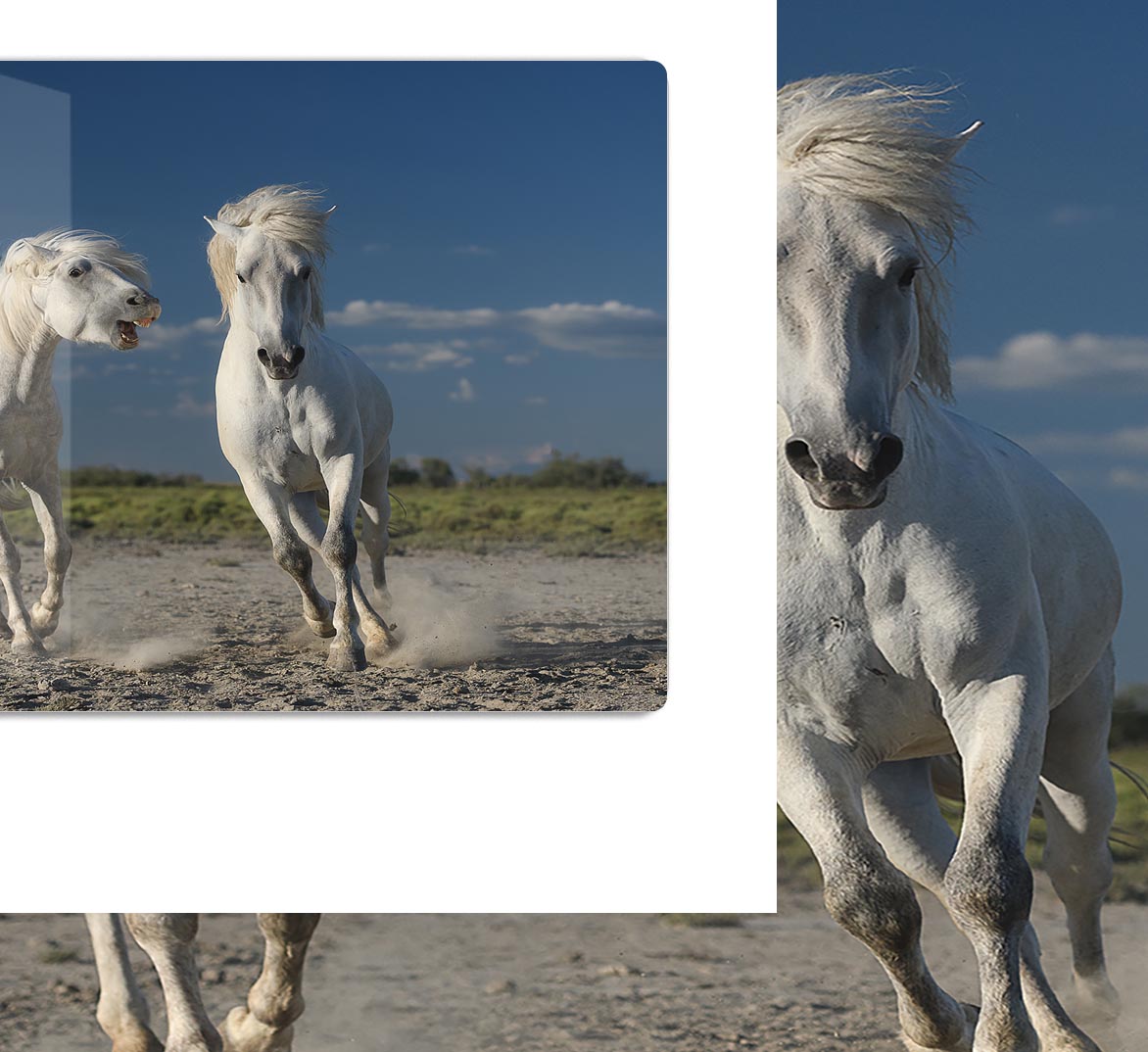 White Beach Horses HD Metal Print - Canvas Art Rocks - 1