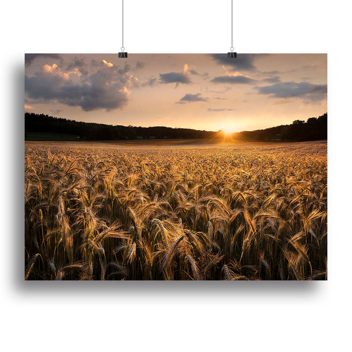Fields Of Gold Canvas Print or Poster - Canvas Art Rocks - 2