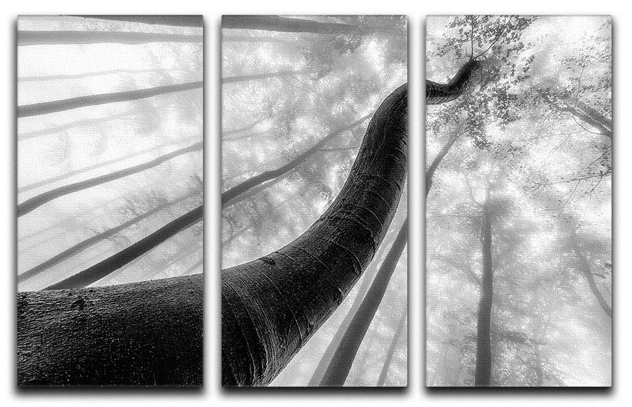Tree Shapes 3 Split Panel Canvas Print - Canvas Art Rocks - 1