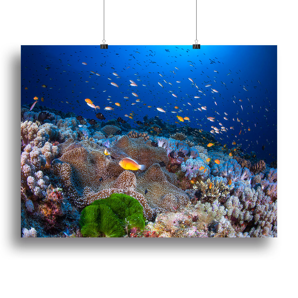 Anemon And Anthias Canvas Print or Poster - Canvas Art Rocks - 2