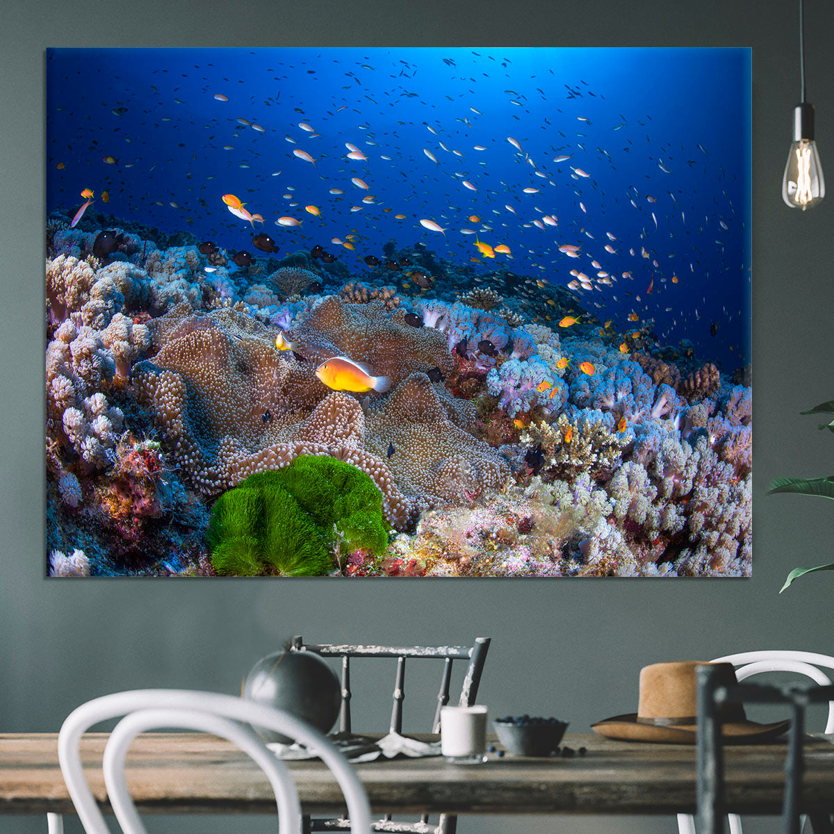 Anemon And Anthias Canvas Print or Poster - Canvas Art Rocks - 3