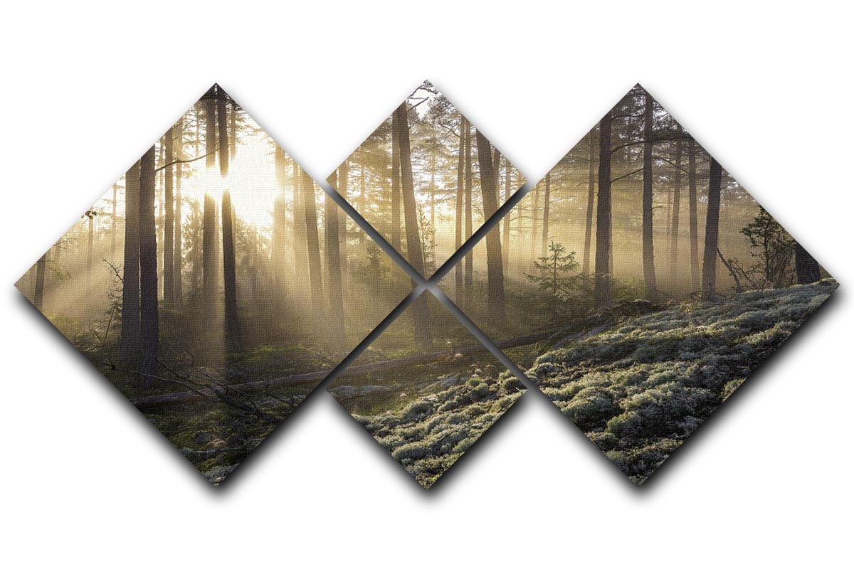 Fog In The Forest With White Moss In The Forground 4 Square Multi Panel Canvas - Canvas Art Rocks - 1
