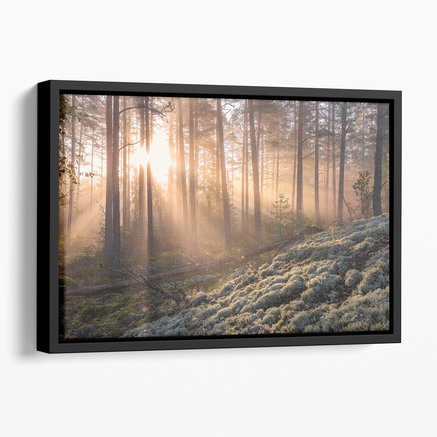 Fog In The Forest With White Moss In The Forground Floating Framed Canvas - Canvas Art Rocks - 1