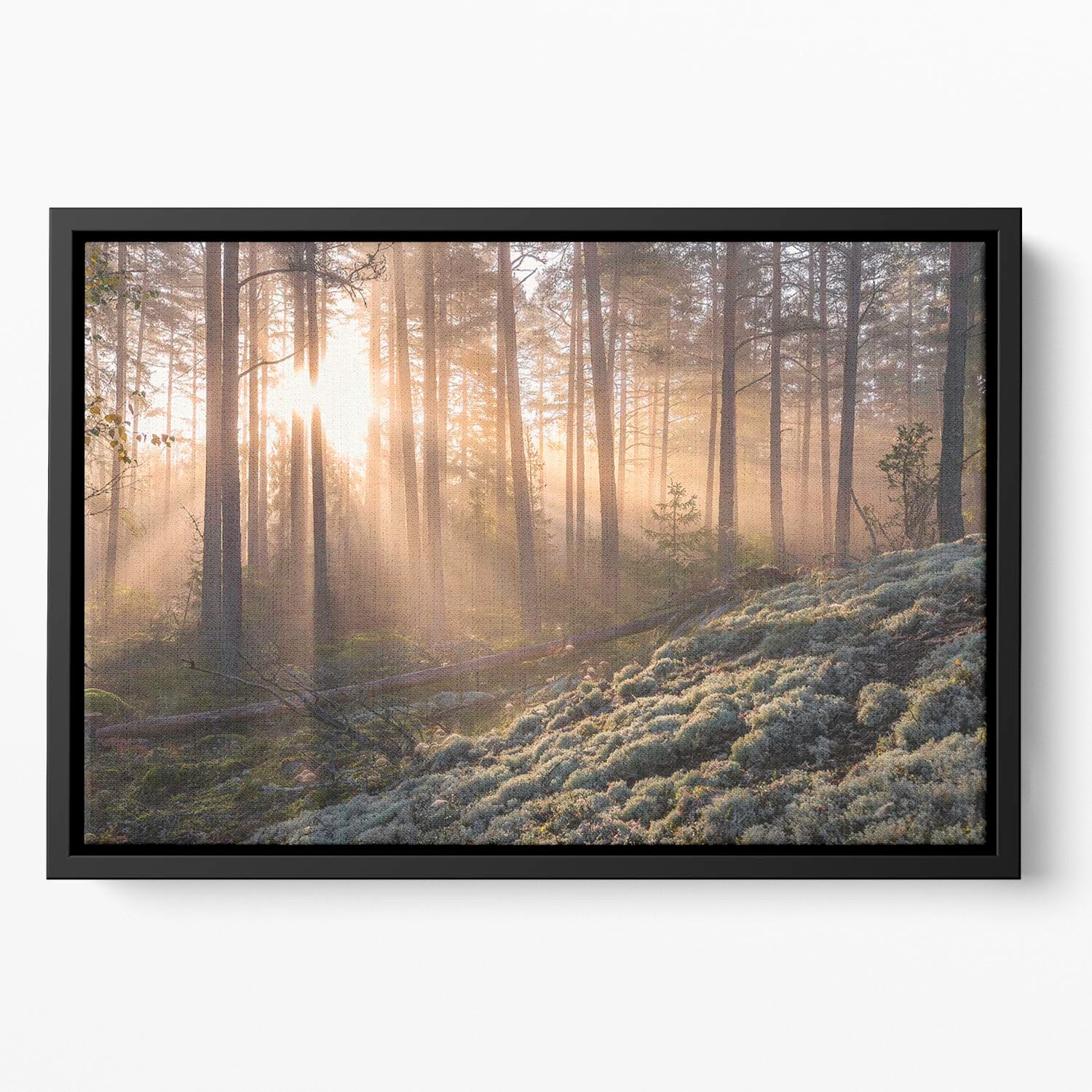 Fog In The Forest With White Moss In The Forground Floating Framed Canvas - Canvas Art Rocks - 2