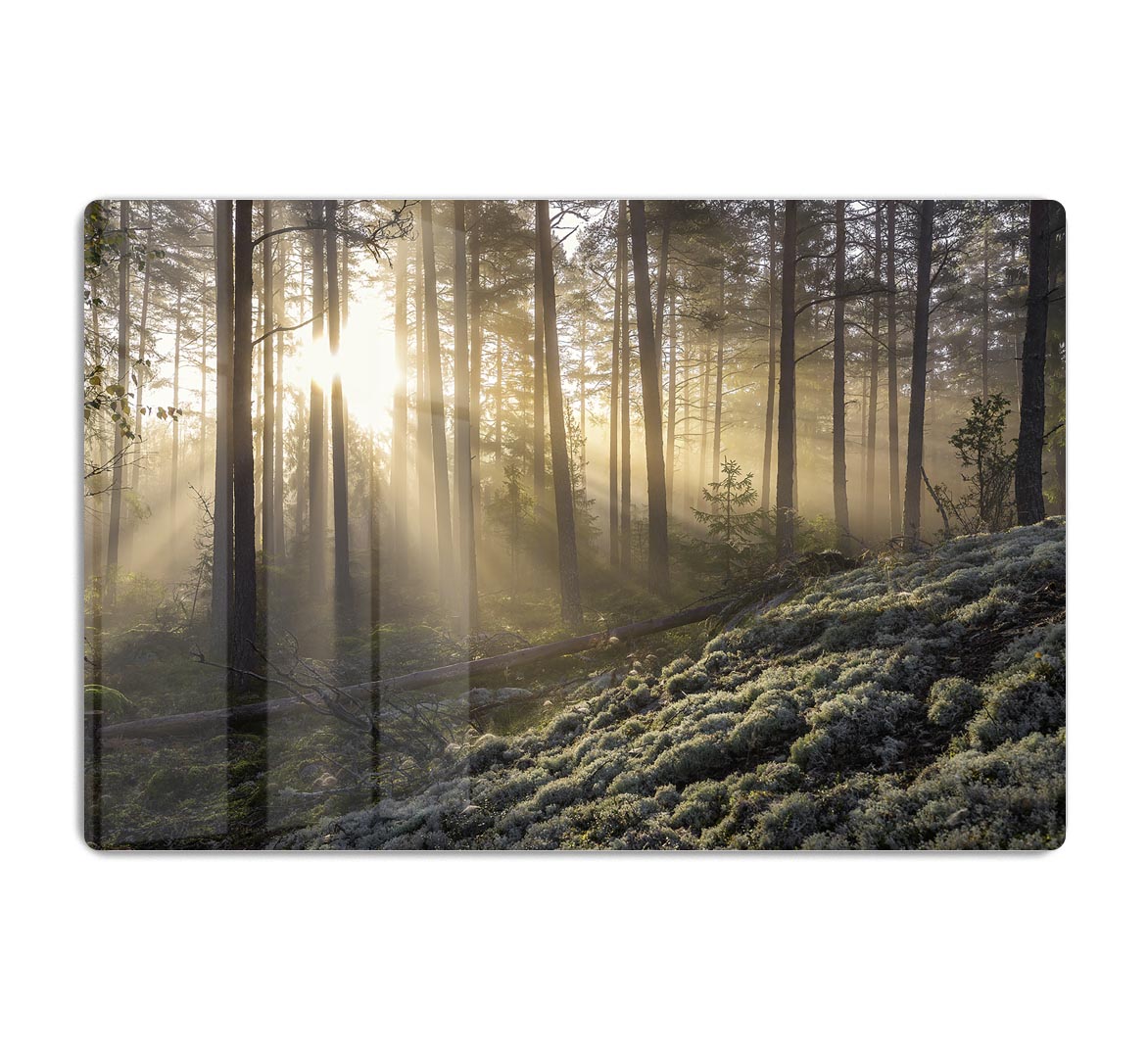 Fog In The Forest With White Moss In The Forground HD Metal Print - Canvas Art Rocks - 1