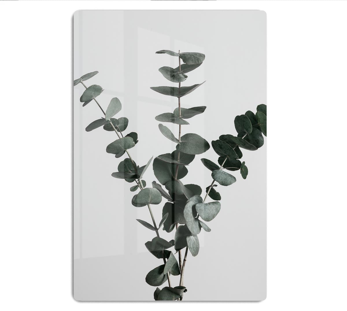 Eucalyptus Natural 01 HD Metal Print - Canvas Art Rocks - 1