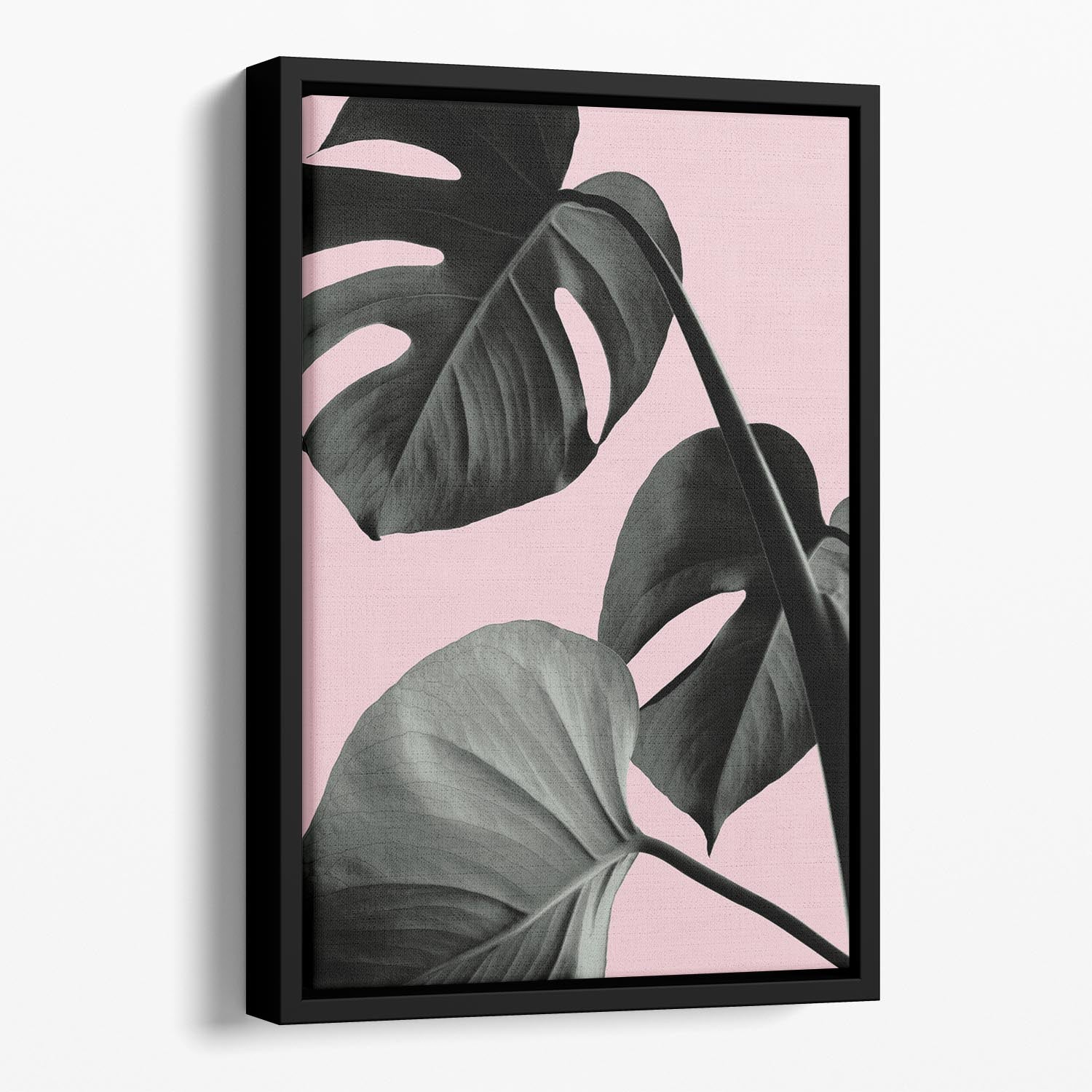 Monstera Pink No 04 Floating Framed Canvas - Canvas Art Rocks - 1