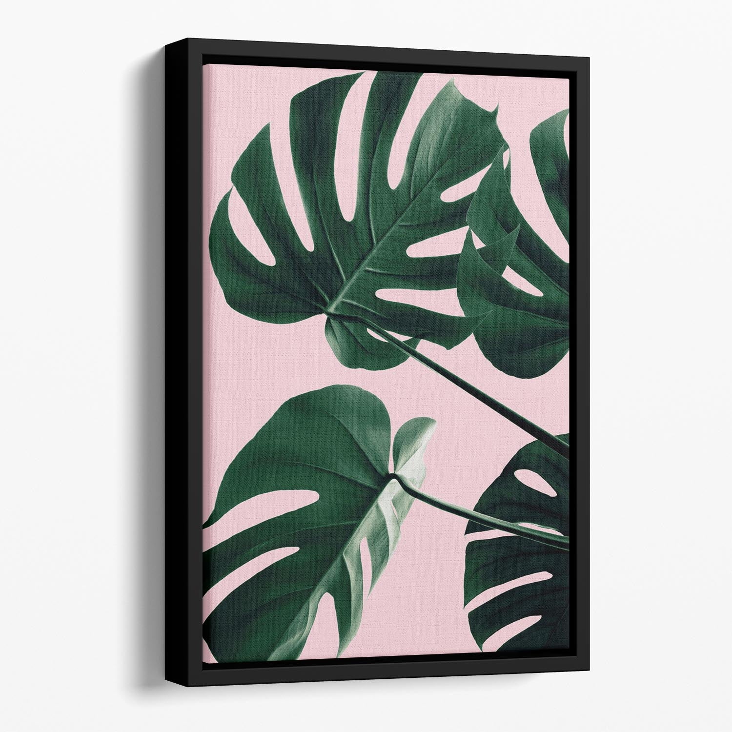 Monstera Pink No 08 Floating Framed Canvas - Canvas Art Rocks - 1