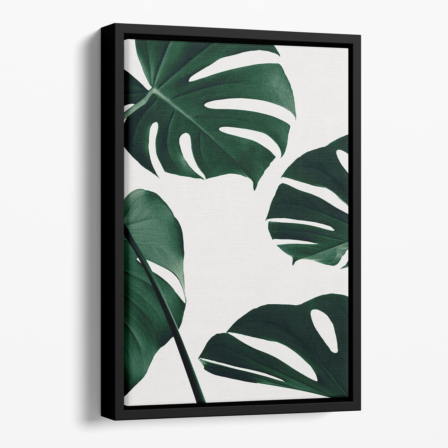 Monstera Natural 20 Floating Framed Canvas - Canvas Art Rocks - 1