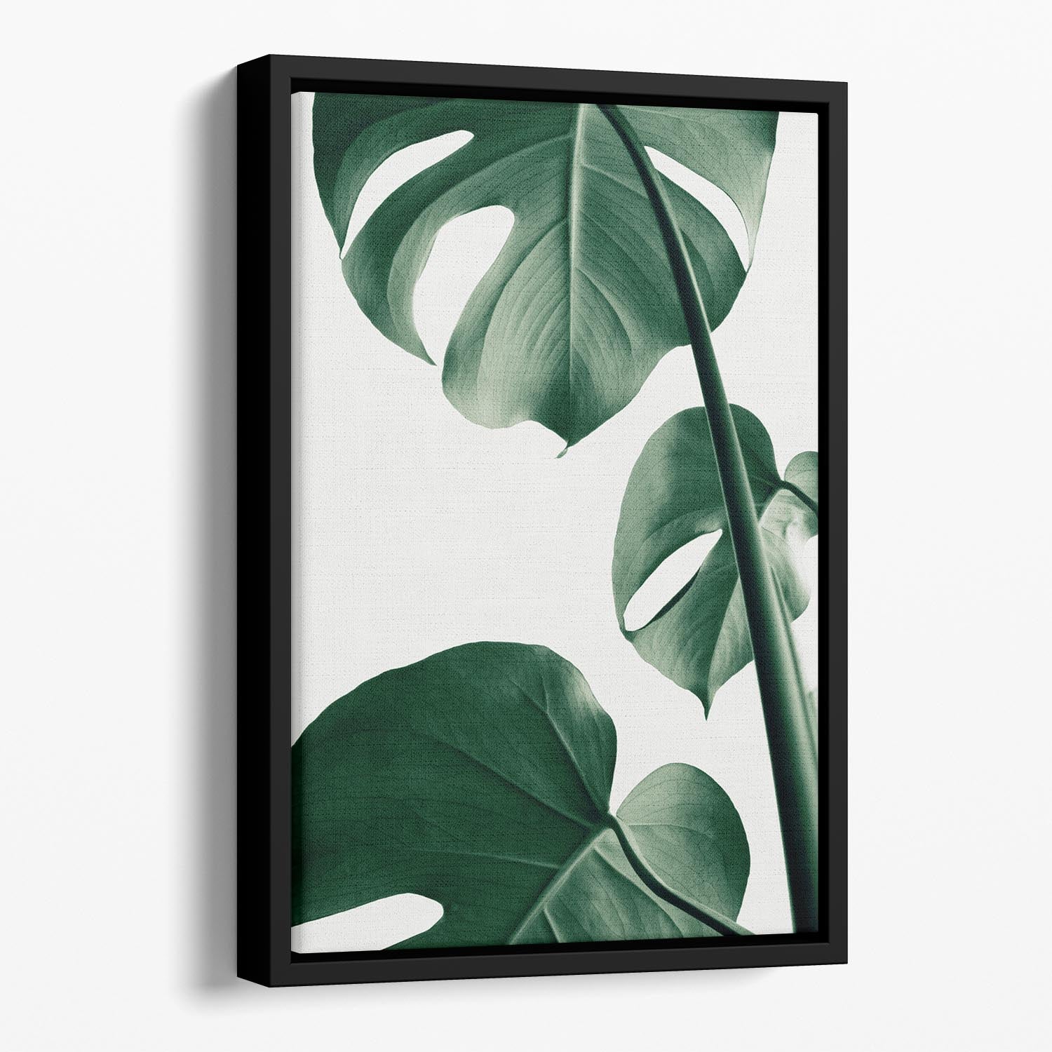 Monstera Natural 37 Floating Framed Canvas - Canvas Art Rocks - 1