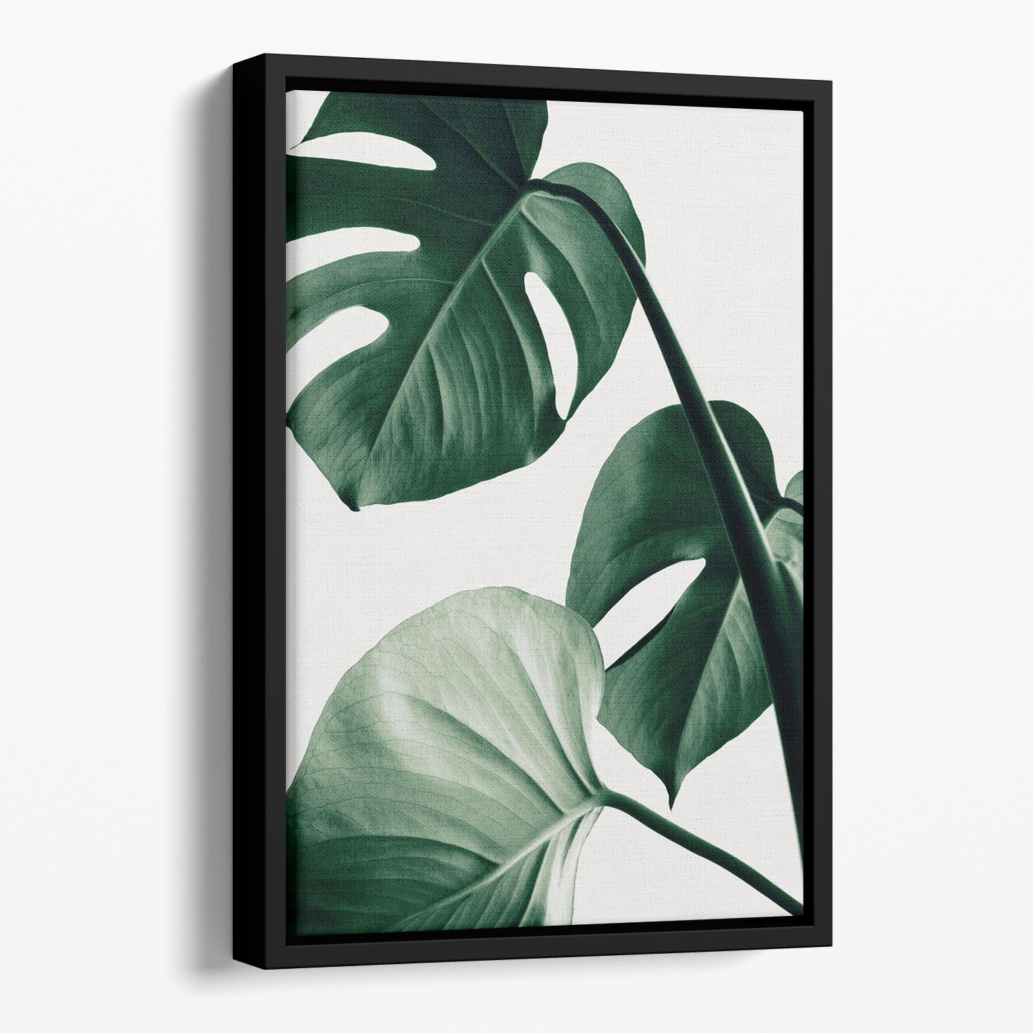 Monstera Natural 42 Floating Framed Canvas - Canvas Art Rocks - 1