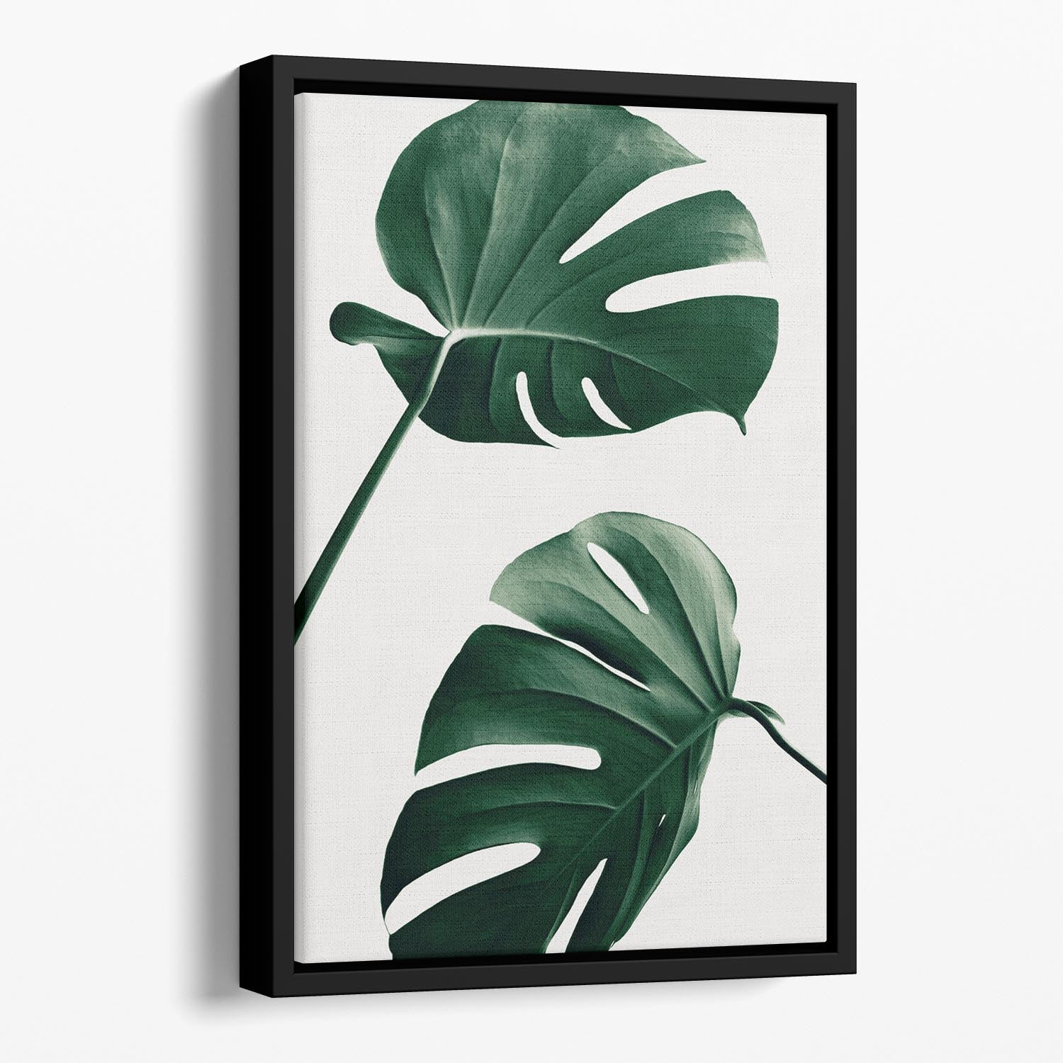 Monstera Natural 46 Floating Framed Canvas - Canvas Art Rocks - 1