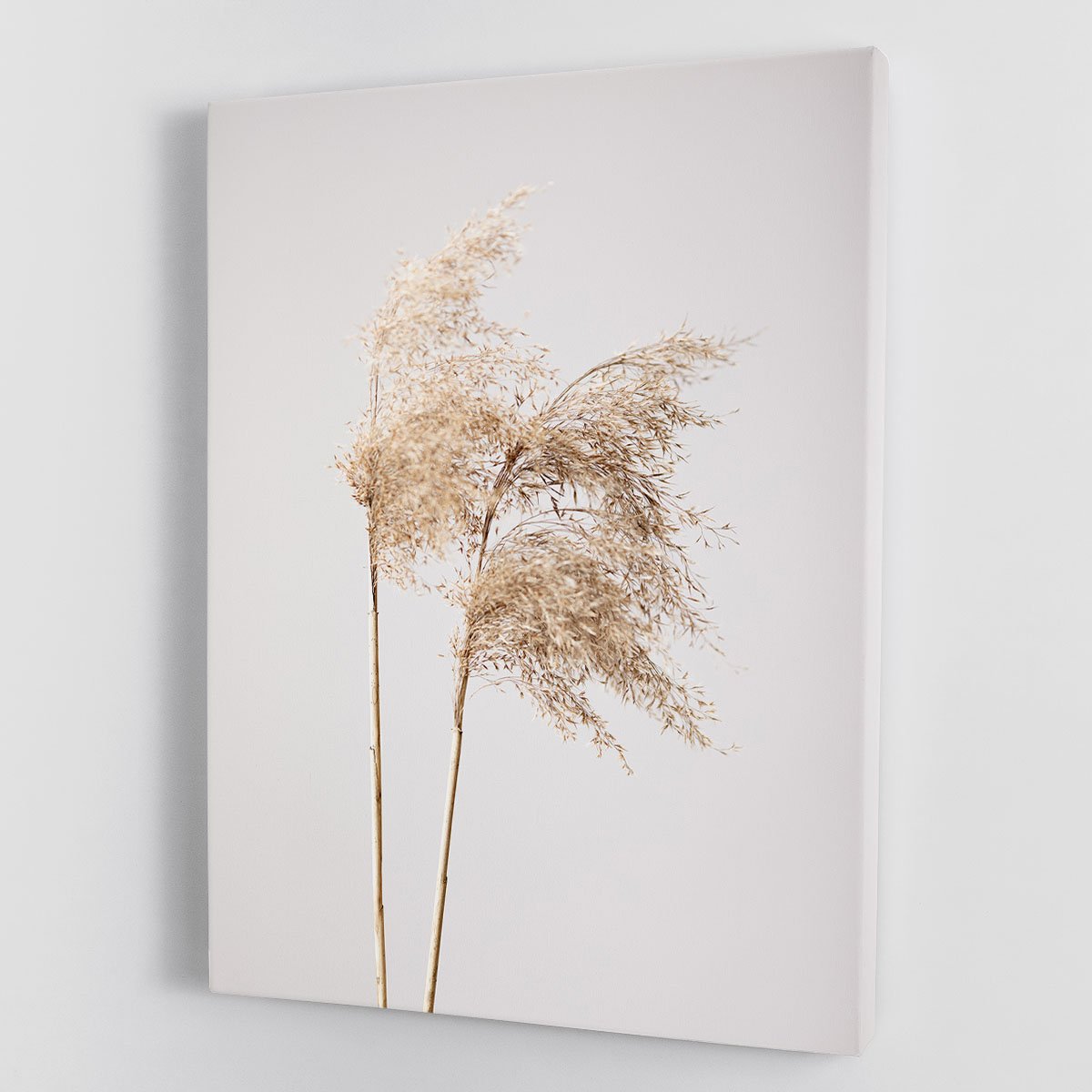 Reed Grass Grey 02 Canvas Print or Poster - Canvas Art Rocks - 1