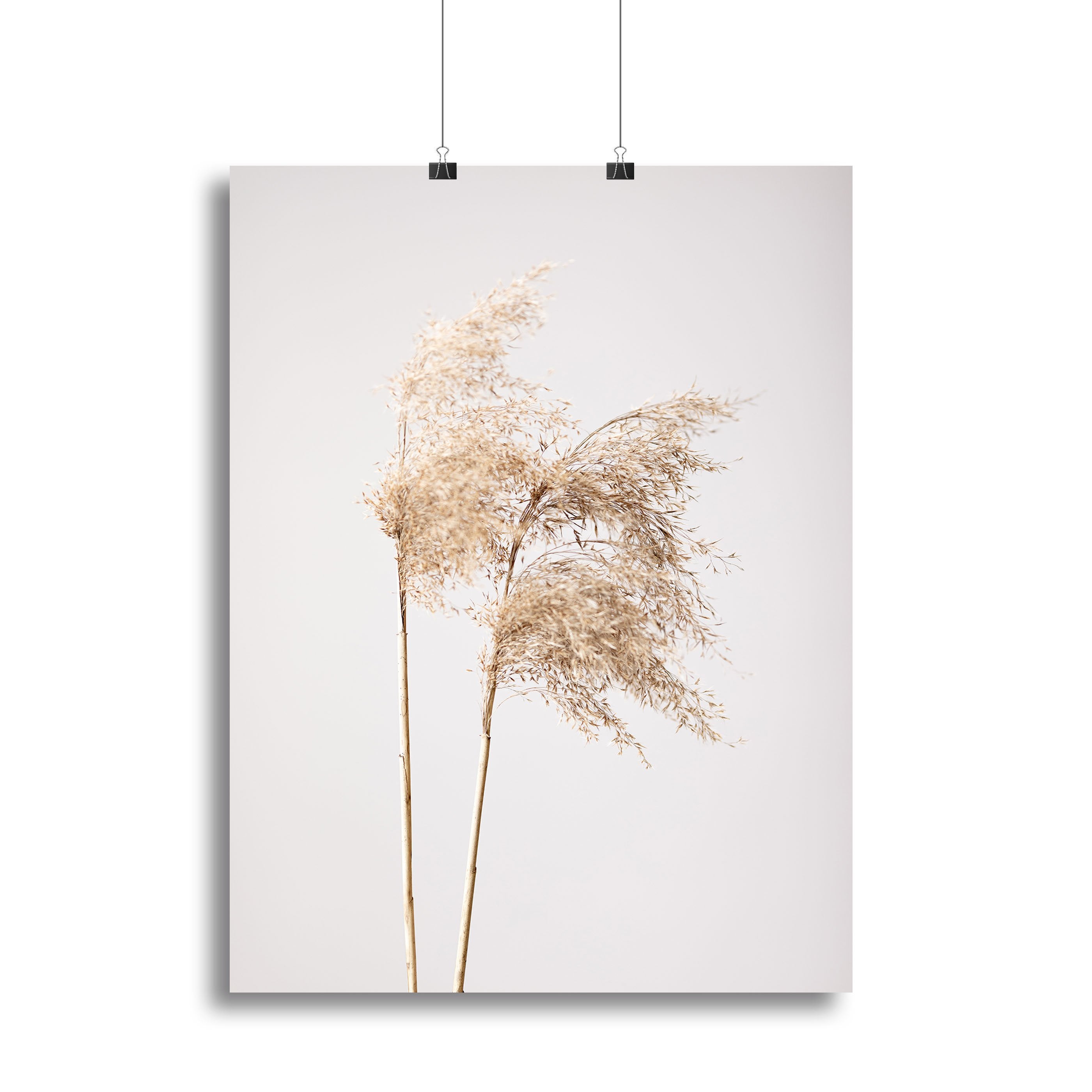Reed Grass Grey 02 Canvas Print or Poster - Canvas Art Rocks - 2