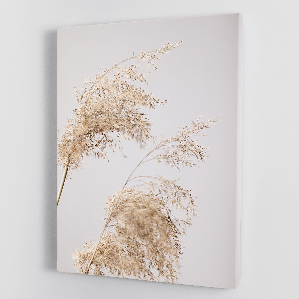 Reed Grass Grey 06 Canvas Print or Poster - Canvas Art Rocks - 1