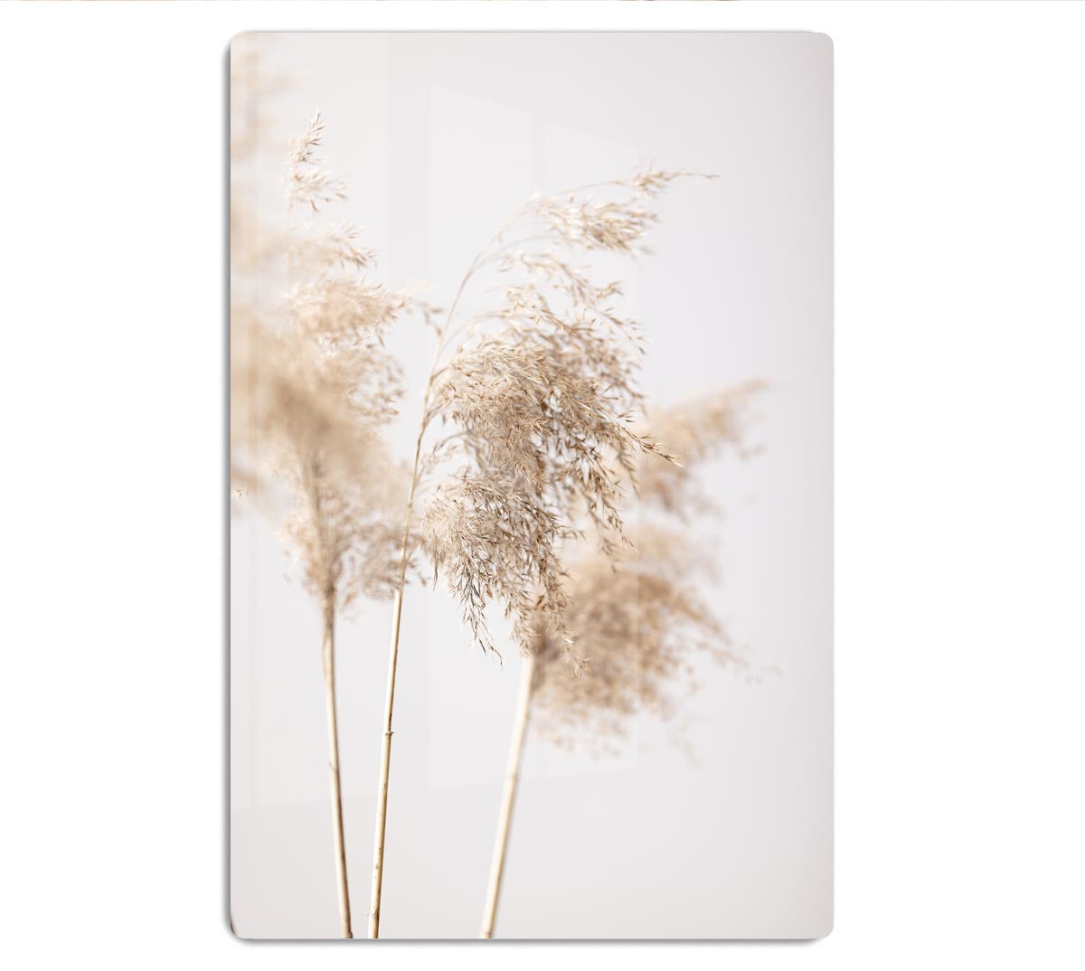 Reed Grass Grey 09 HD Metal Print - Canvas Art Rocks - 1