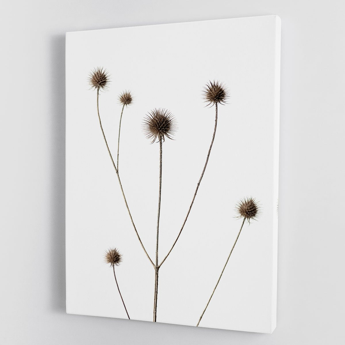 Thistle Grey 09 Canvas Print or Poster - Canvas Art Rocks - 1