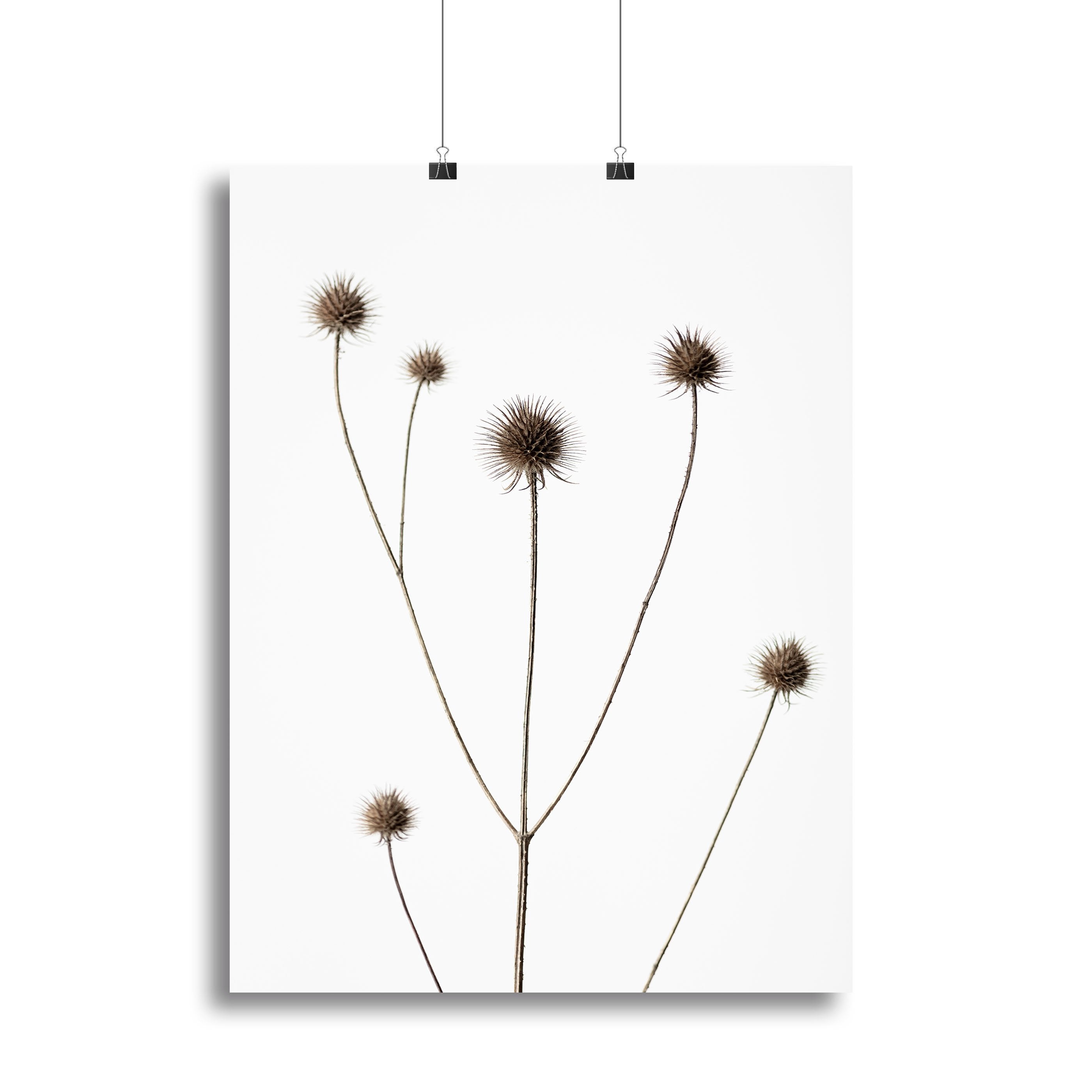 Thistle Grey 09 Canvas Print or Poster - Canvas Art Rocks - 2