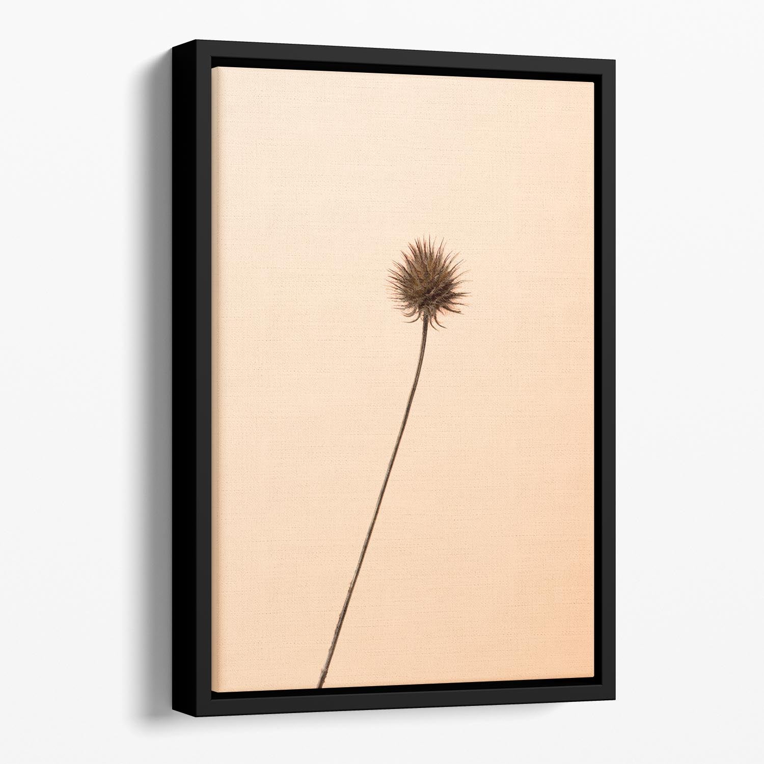 Thistle Peach Floating Framed Canvas - Canvas Art Rocks - 1