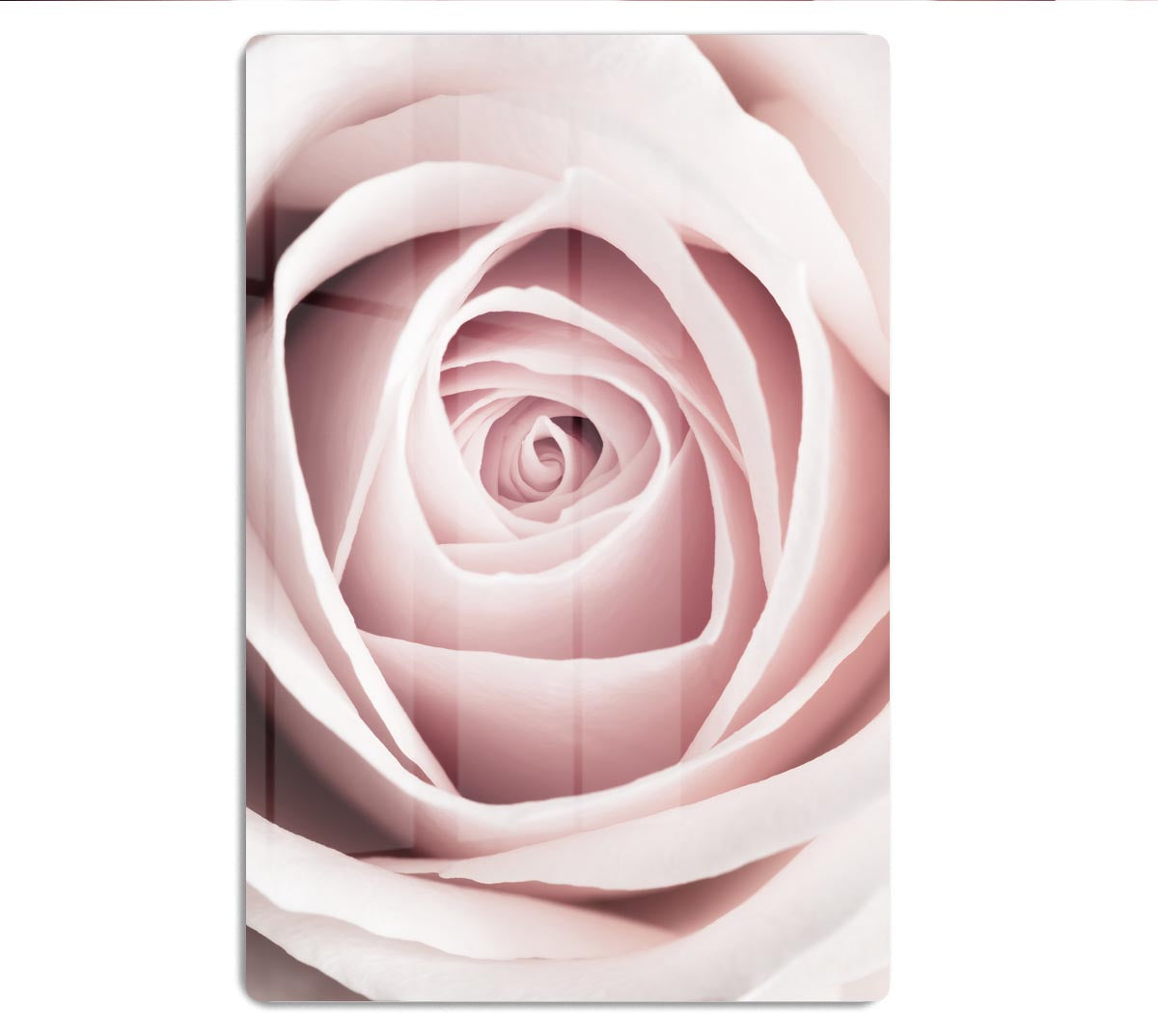 Pink Rose No 1 HD Metal Print - Canvas Art Rocks - 1